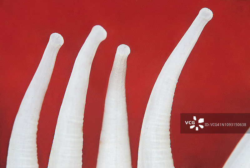 以鱼为食的海葵图片素材