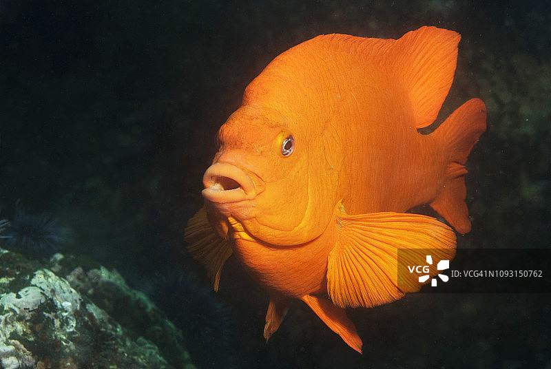 加里波第图片素材