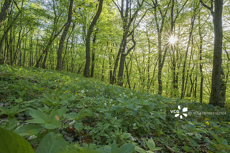 春天日出时分的落叶林，索登贝格，哈梅尔堡，巴特基辛根区，罗恩，巴伐利亚，德国图片素材