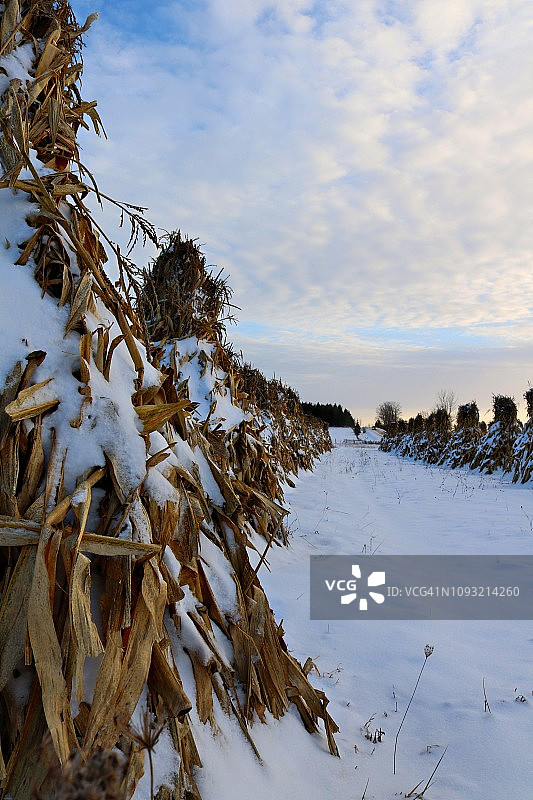 多云蓝天下雪地里堆放的玉米行特写图片素材