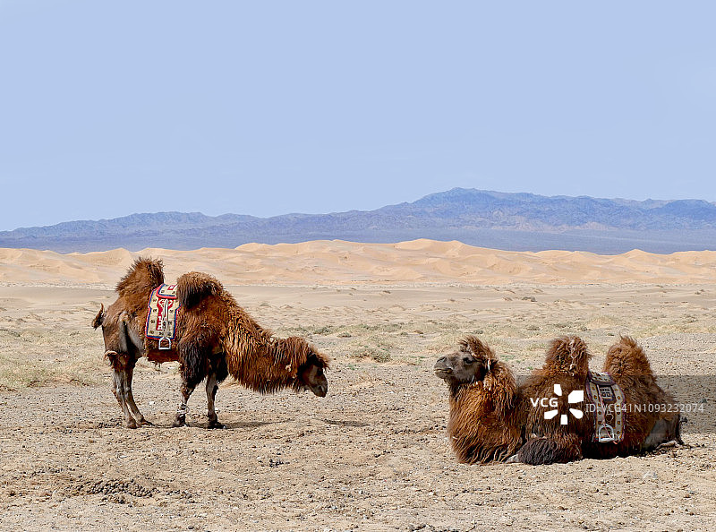 蒙古国洪果林沙丘的骆驼图片素材