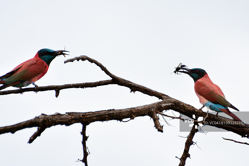 北红蜂虎在树上觅食图片素材