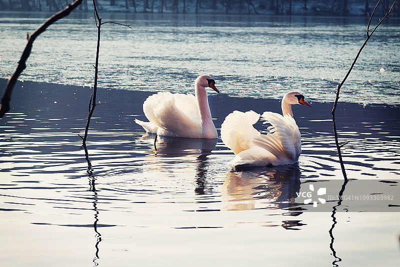 冬天湖面上的美丽天鹅图片素材