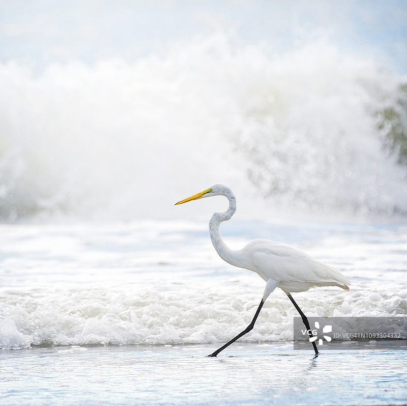 在南卡罗来纳州默特尔比奇，大白鹭在浪花中优雅漫步图片素材