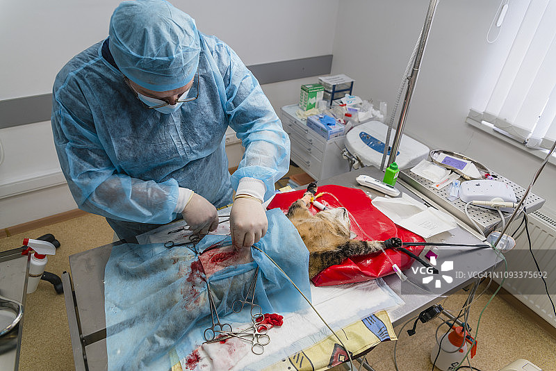 兽医诊所的手术：兽医医生正在手术室为猫做手术图片素材