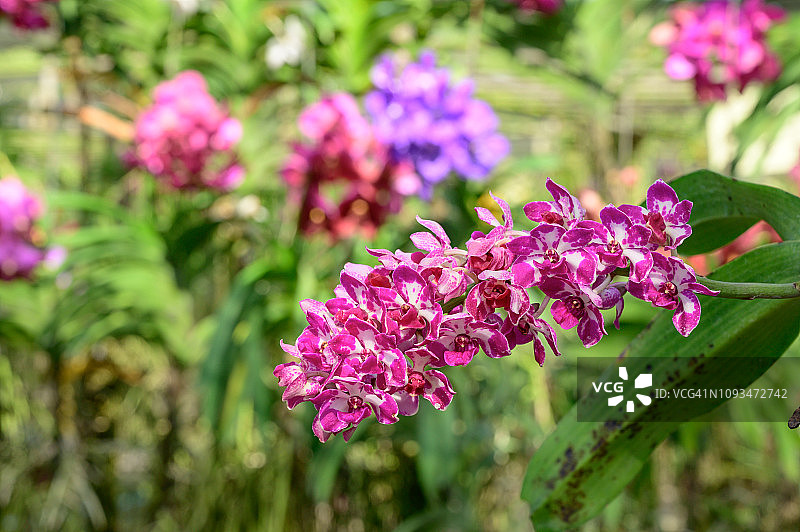 泰国美丽的粉色兰花图片素材