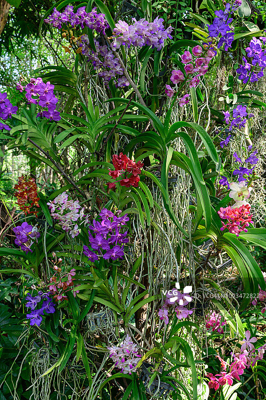 泰国美丽兰花图片素材