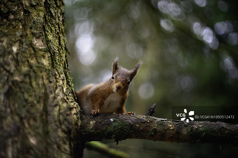 北约克郡斯内兹霍尔姆的红松鼠图片素材