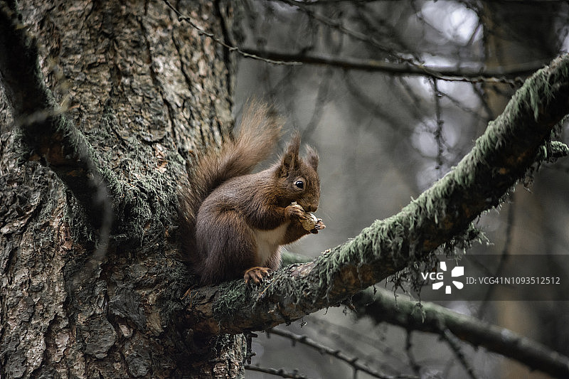 北约克郡斯内兹霍尔姆的红松鼠图片素材