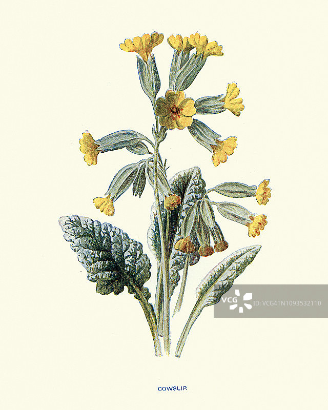 植物群：野花，报春花图片素材