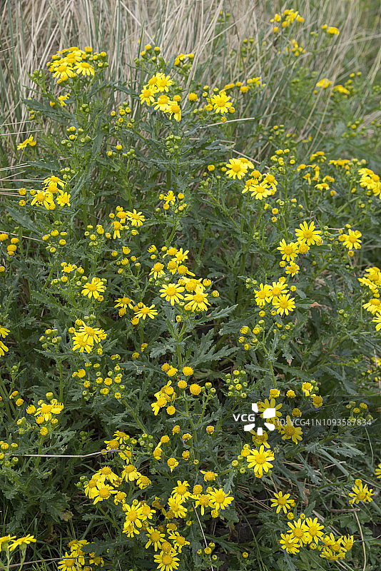 英国北威尔士海滩上生长的牛津千里光图片素材