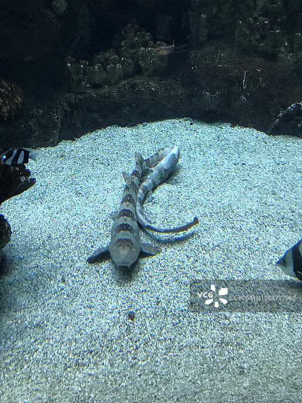 水下豹纹鲨交配图片素材