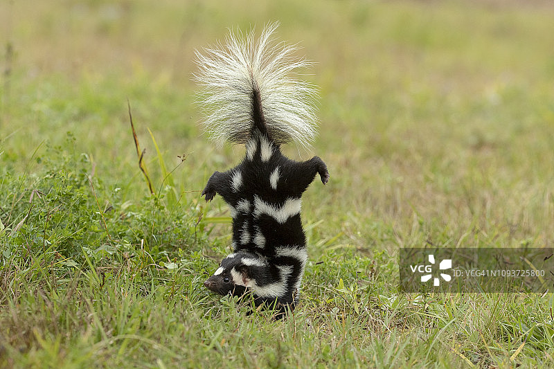 东方斑臭鼬喷射前倒立图片素材