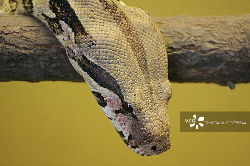 缅甸蟒蛇头，黄色背景，野生动物，马来西亚图片素材