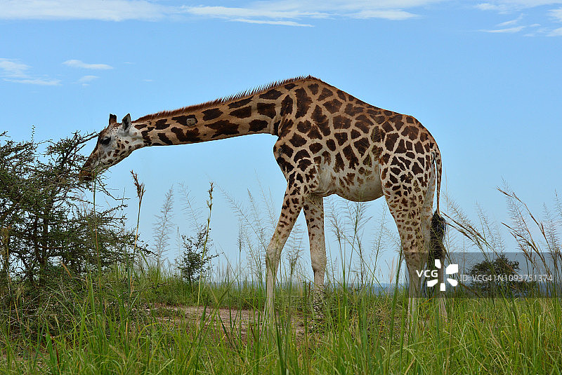 长颈鹿的肖像图片素材