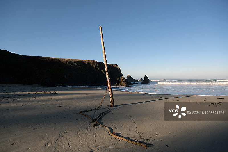 美国加利福尼亚州壶柄州立自然保护区海滩上的树干图片素材