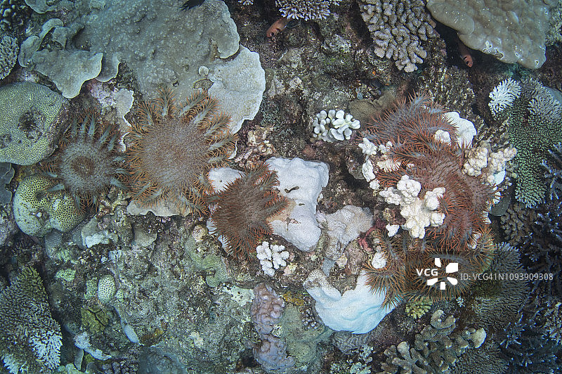 在瓦努阿图海域捕食硬珊瑚的棘冠海星图片素材