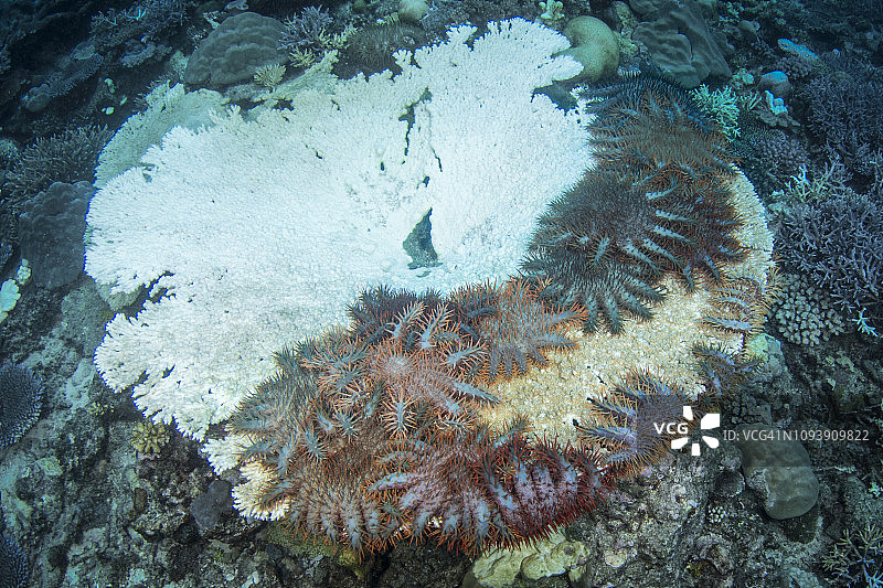 在瓦努阿图海域捕食硬珊瑚的棘冠海星图片素材