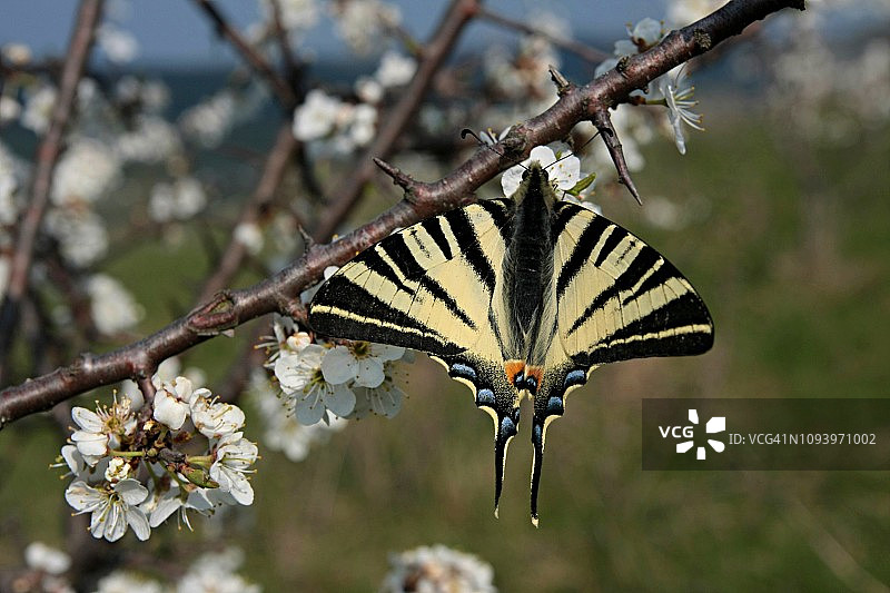 李子树上的虎凤蝶特写，野生动物图片素材