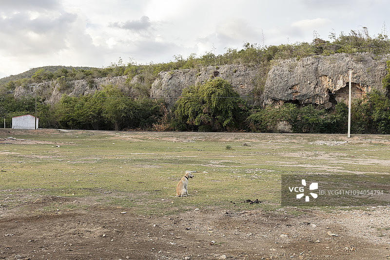 坐着的狗图片素材