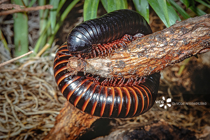 非洲巨型千足虫图片素材