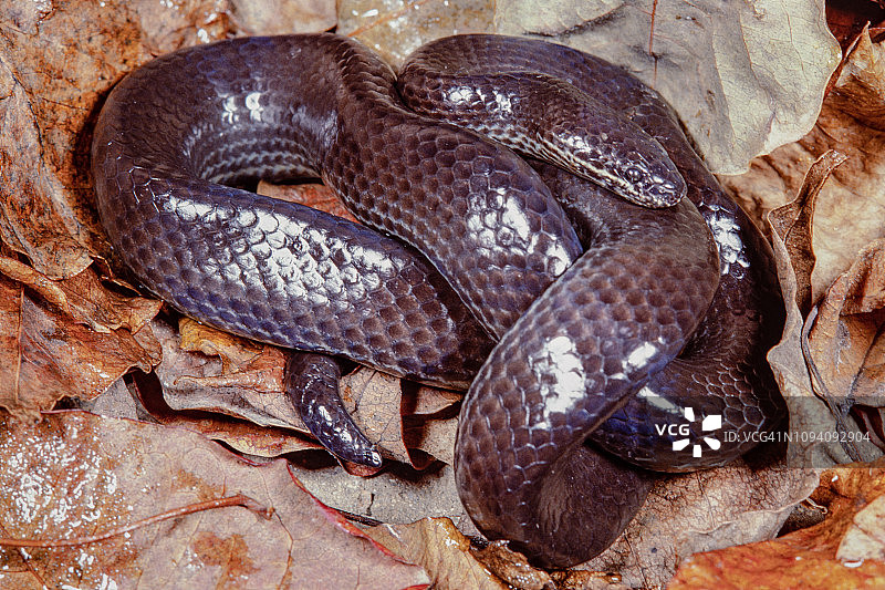 瓦哈卡侏儒蟒图片素材