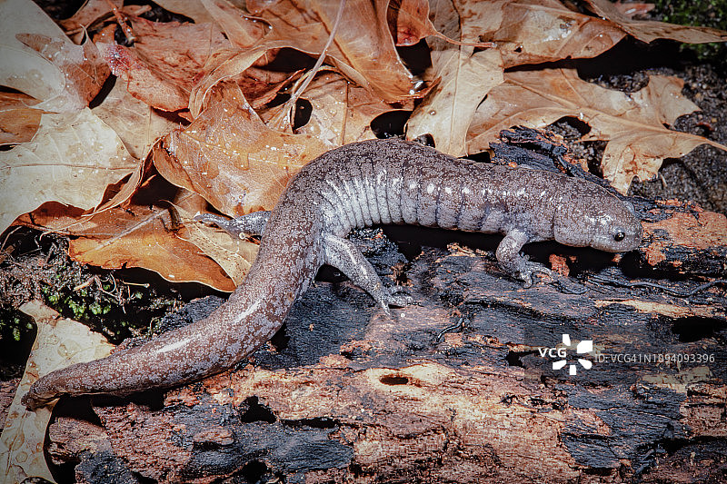 小口鲵图片素材