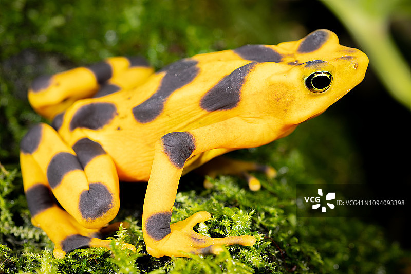 巴拿马金蛙图片素材