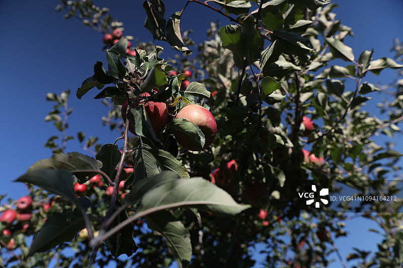 农场树上生长的粉红女士苹果图片素材