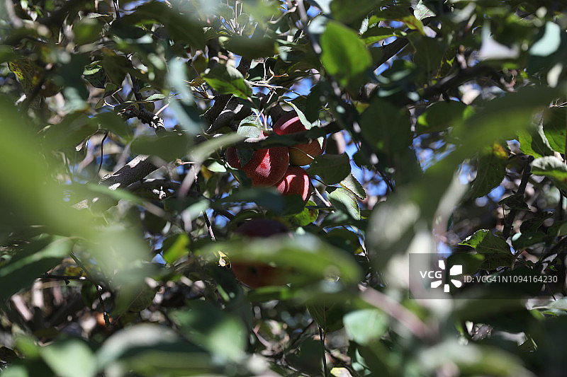 农场树上生长的粉红女士苹果图片素材