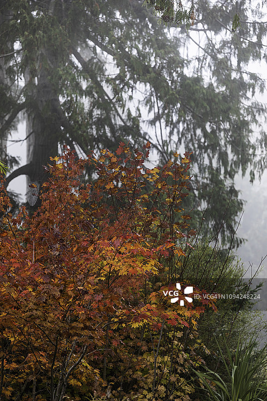 雾中小型枫树与大型常绿树的绚丽秋色图片素材