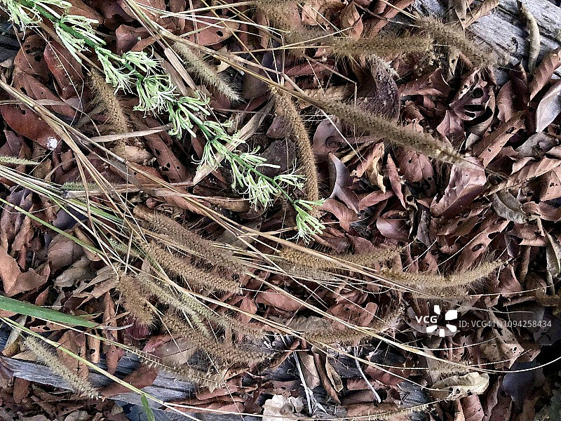 草花和龙血树科植物在干树叶上图片素材