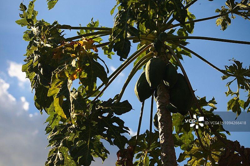 结满果实的木瓜树图片素材