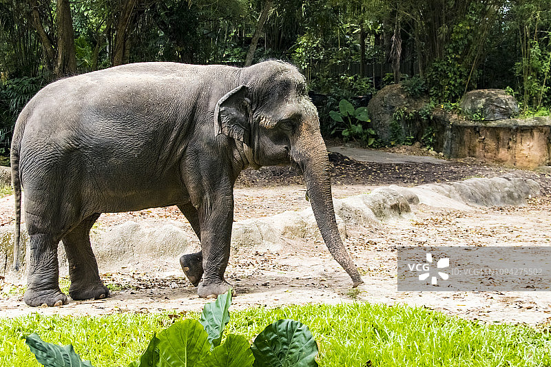 亚洲象图片素材