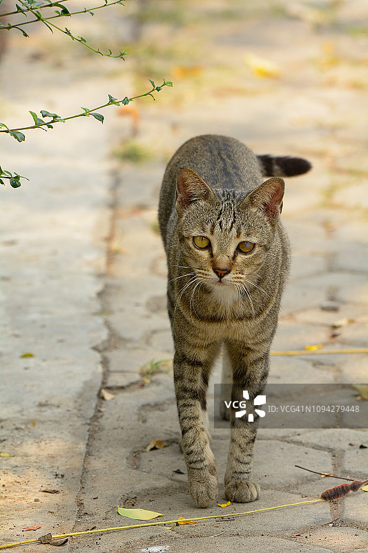 可爱的猫咪在人行道上行走图片素材