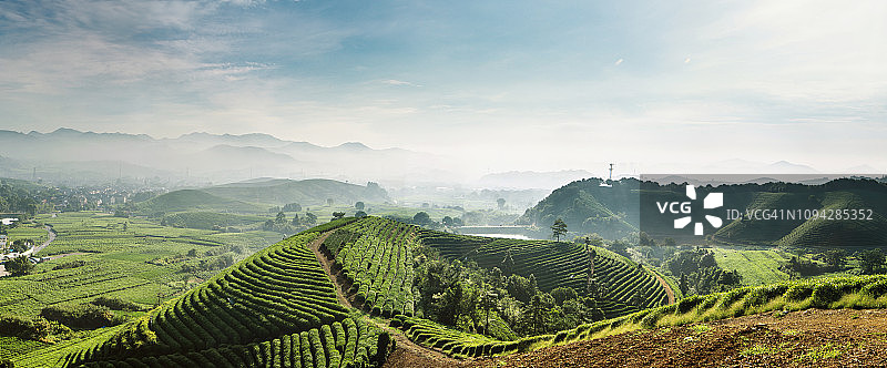 中国浙江杭州龙井茶园风光图片素材