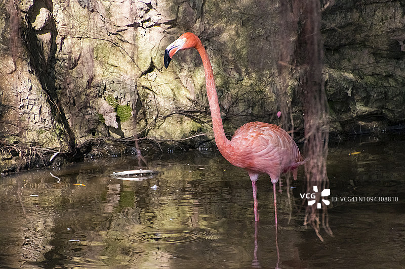 火烈鸟图片素材