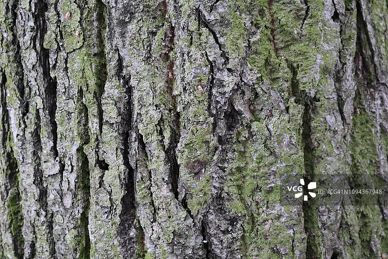 树皮纹理背景图片素材