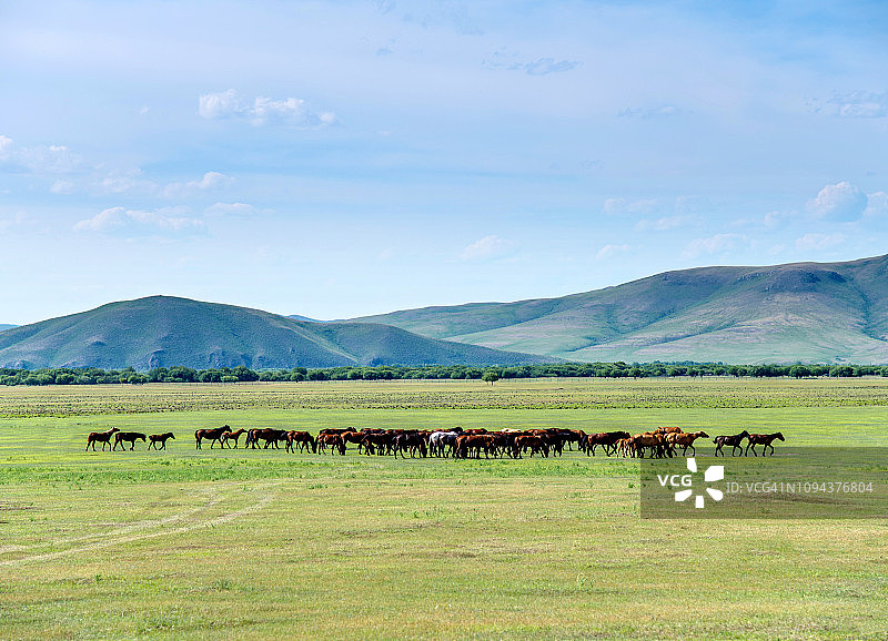 田野里的马群图片素材