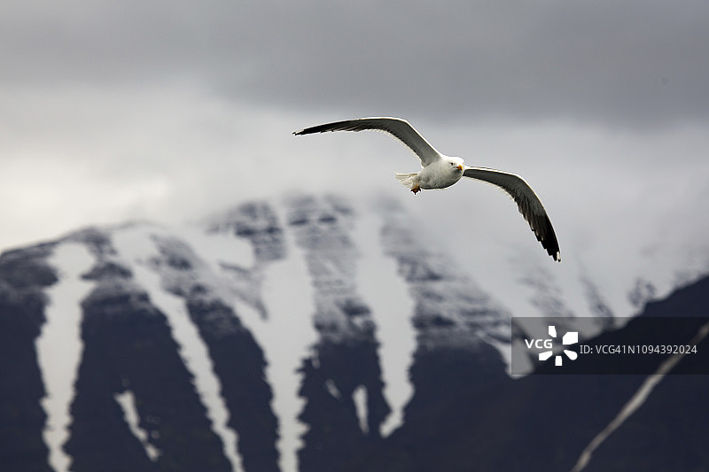 冬天，海鸥在群山间飞翔图片素材