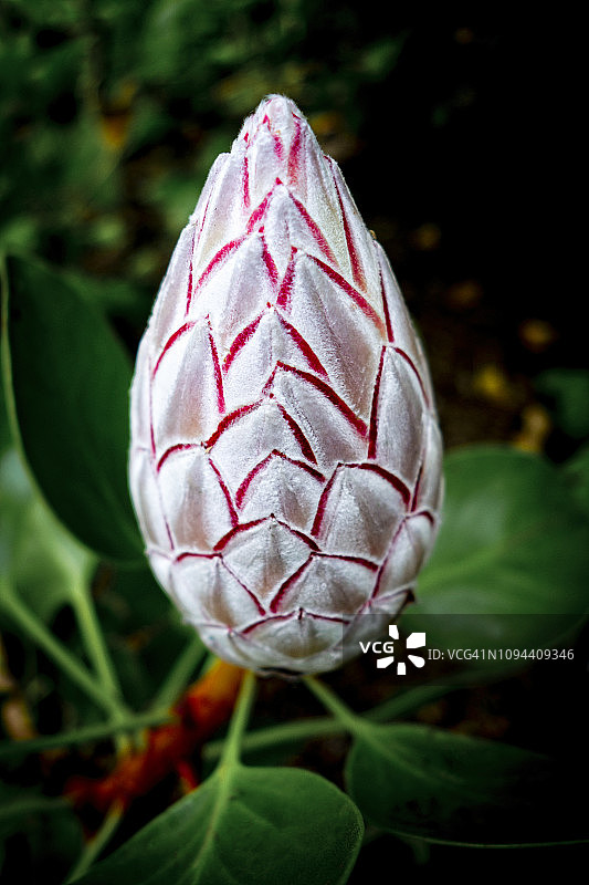 卓越帝王花花蕾图片素材