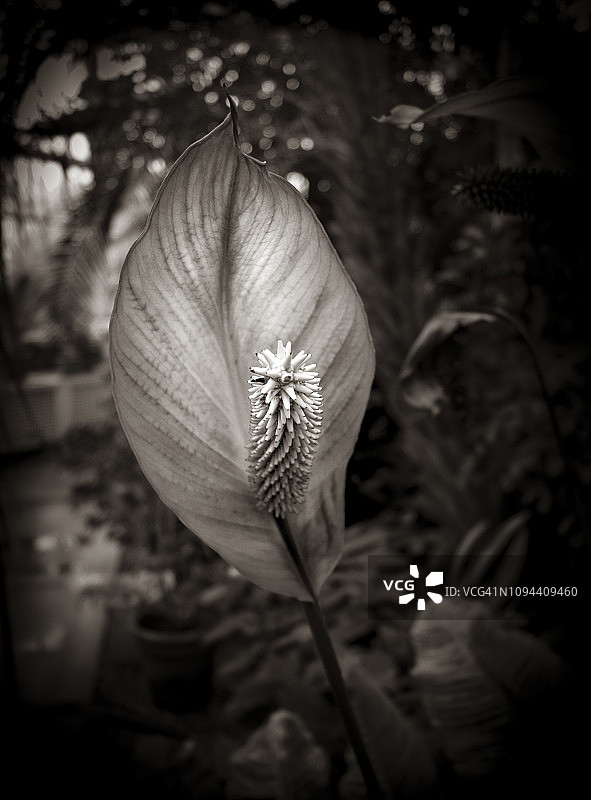 天南星科植物图片素材