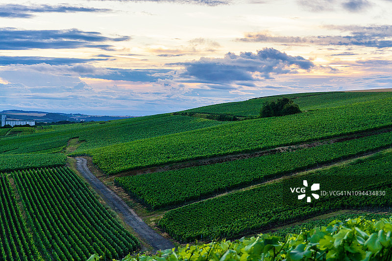 列葡萄藤葡萄在香槟葡萄园的蒙特尼德兰斯图片素材