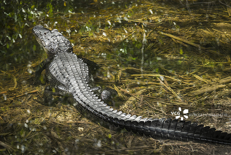 森林沼泽中的鳄鱼图片素材
