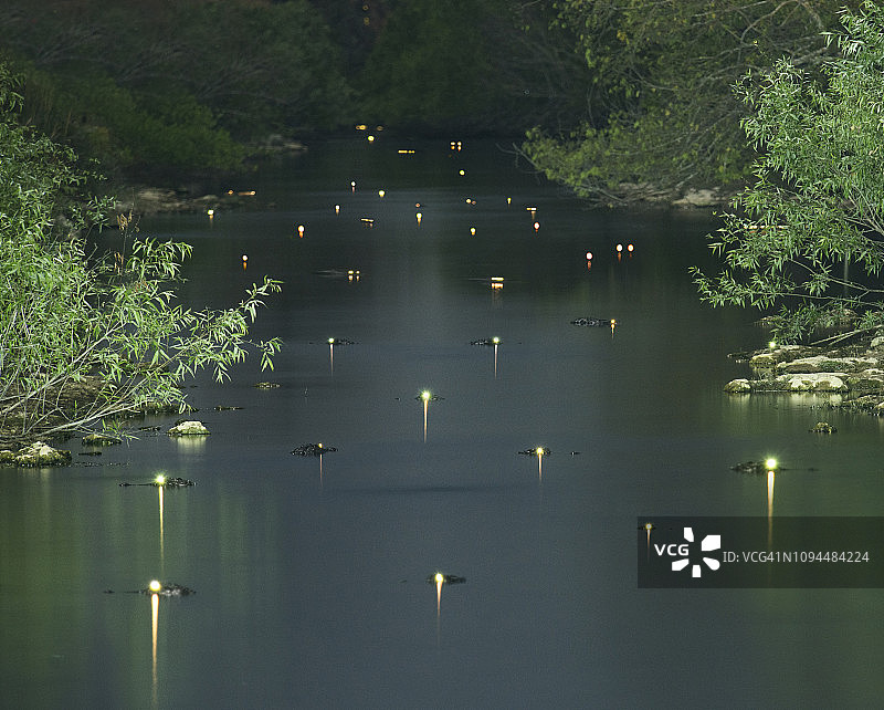 黄昏时森林沼泽中发光的鳄鱼眼睛图片素材