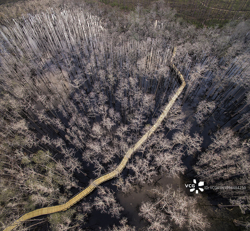 松木原木州立森林沼泽上树木间的木制人行桥鸟瞰图图片素材