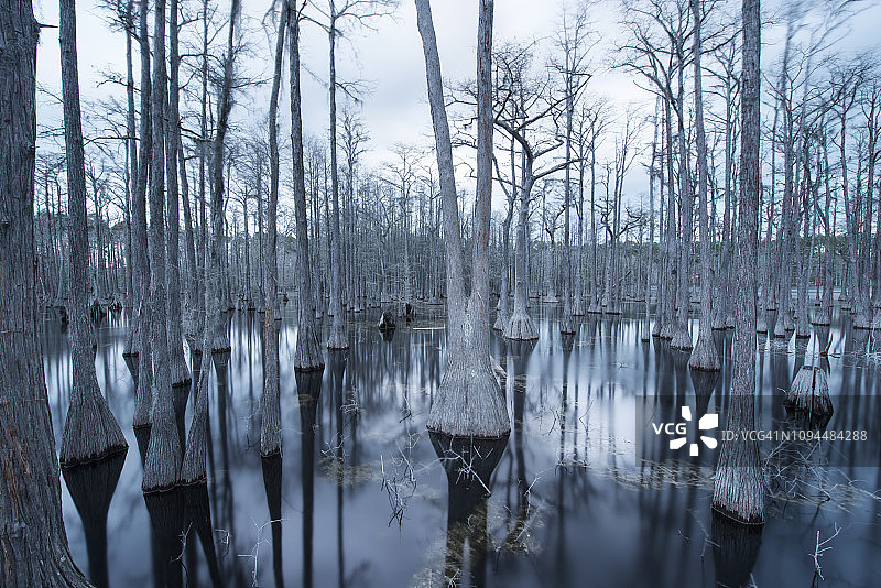 松木原木州立森林沼泽中树木的宁静景色图片素材