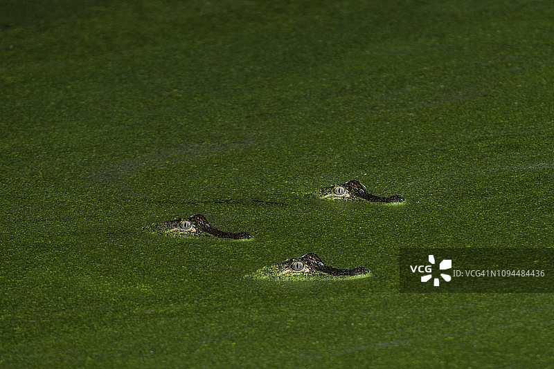 马丁湖森林中短吻鳄游泳高角度景观图片素材