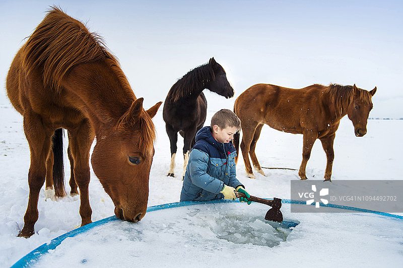 冬天农场里，男孩在马匹旁打破容器里的冰块图片素材