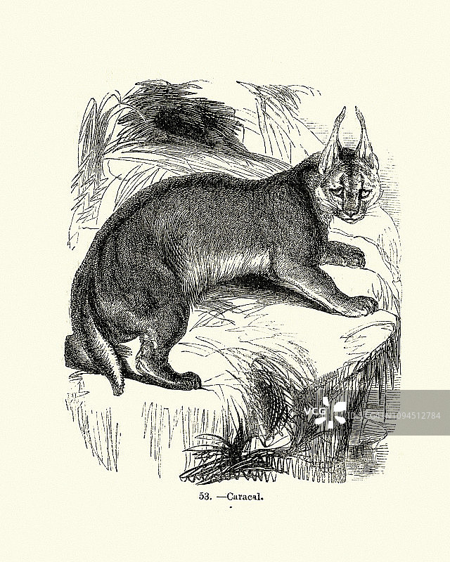 自然史：哺乳动物，猫科动物，狞猫图片素材